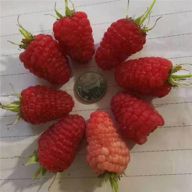 树莓种植基地 红树莓苗批发价格 苗木基地直发