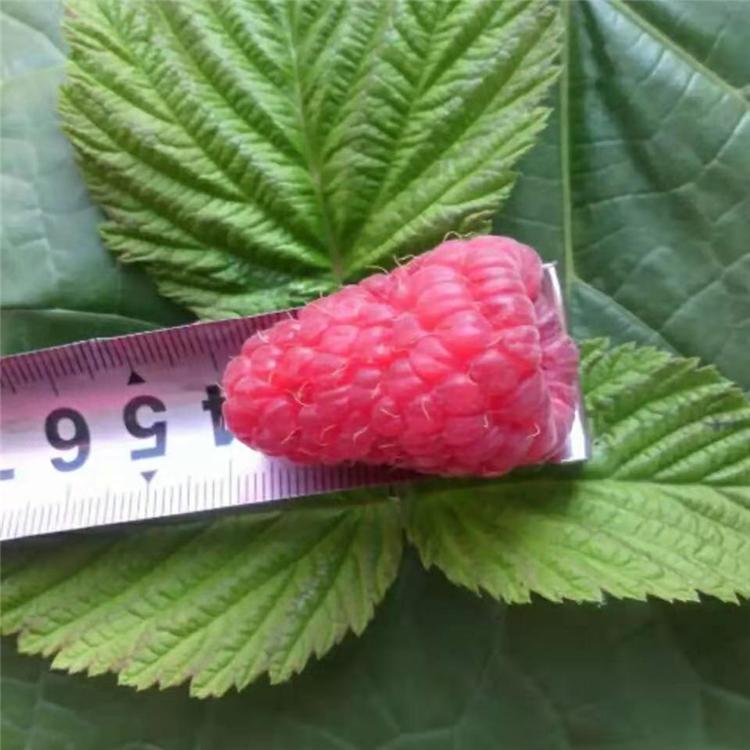 红树莓 树莓苗 红树莓苗批发 树莓苗价格基地直发