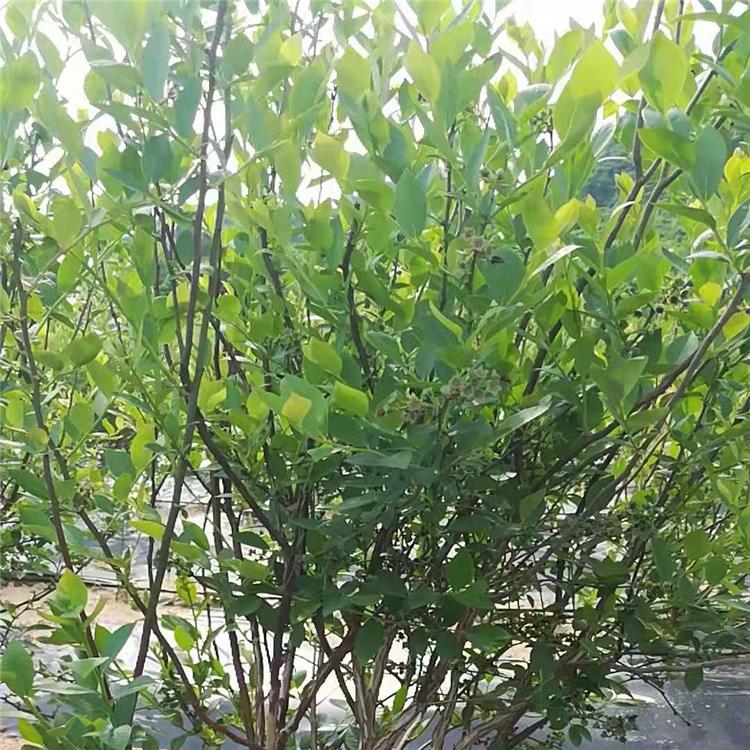 黑龙江地栽蓝莓大树苗批发价格 厂家直销