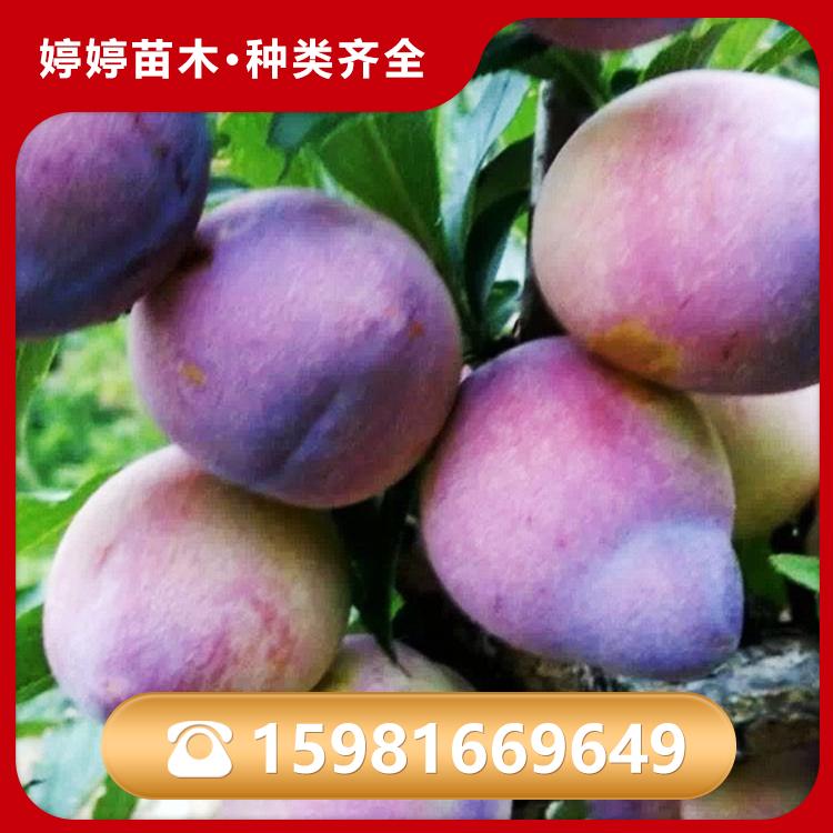 吉盛桃李子 苗木供应 自主培育 抗旱力强