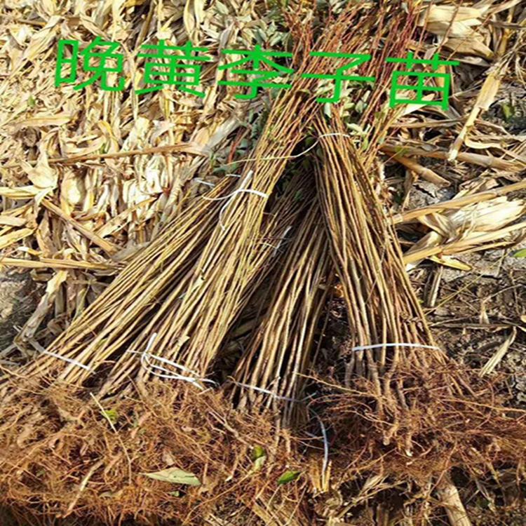 厂家销售 李子苗 吉林李子苗批发 大量供应 诚信报价