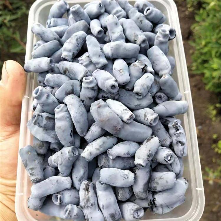 蓝靛果苗 厂家直销 信达苗木蓝靛果苗 货源充足 价格实惠