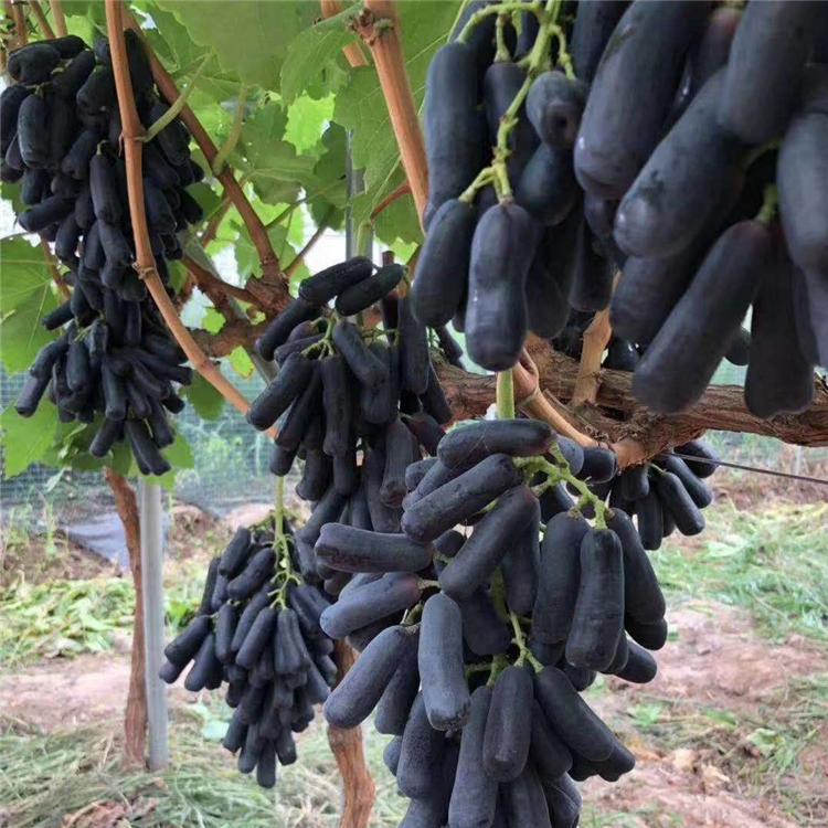 大量供应 葡萄苗批发 销售基地 服务信赖 葡萄苗价格