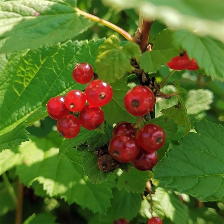 红灯笼果苗	公司批发	兴旺苗木	黑龙江红灯笼果苗批发	低价出售