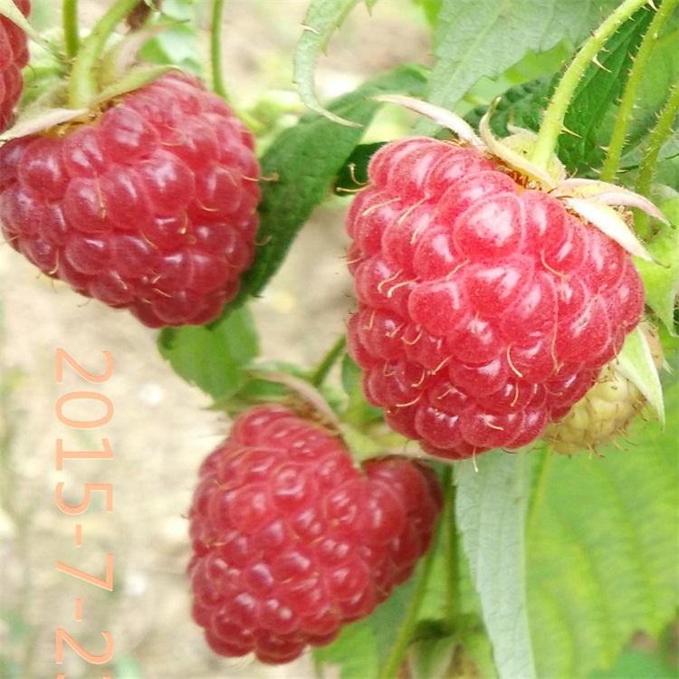 双季红树莓苗	厂家批发	兴旺苗木	北京红树莓苗厂家	供应直销