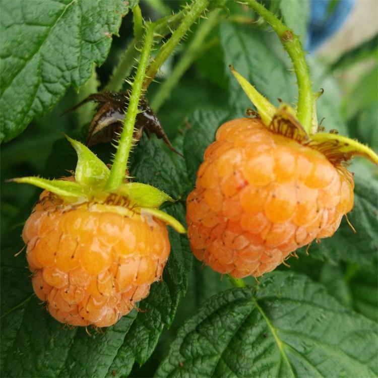 黄树莓苗	工厂直销	兴旺苗木	黑龙江黄树莓苗基地	直销信息