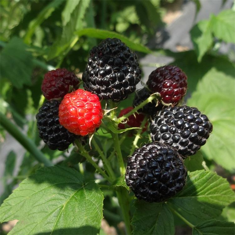 黑树莓苗	生产工厂	兴旺苗木	内蒙黑树莓苗价格	诚信报价