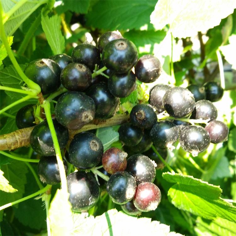 黑加仑苗	公司供货	兴旺苗木	白山黑加仑苗厂家	价格信息