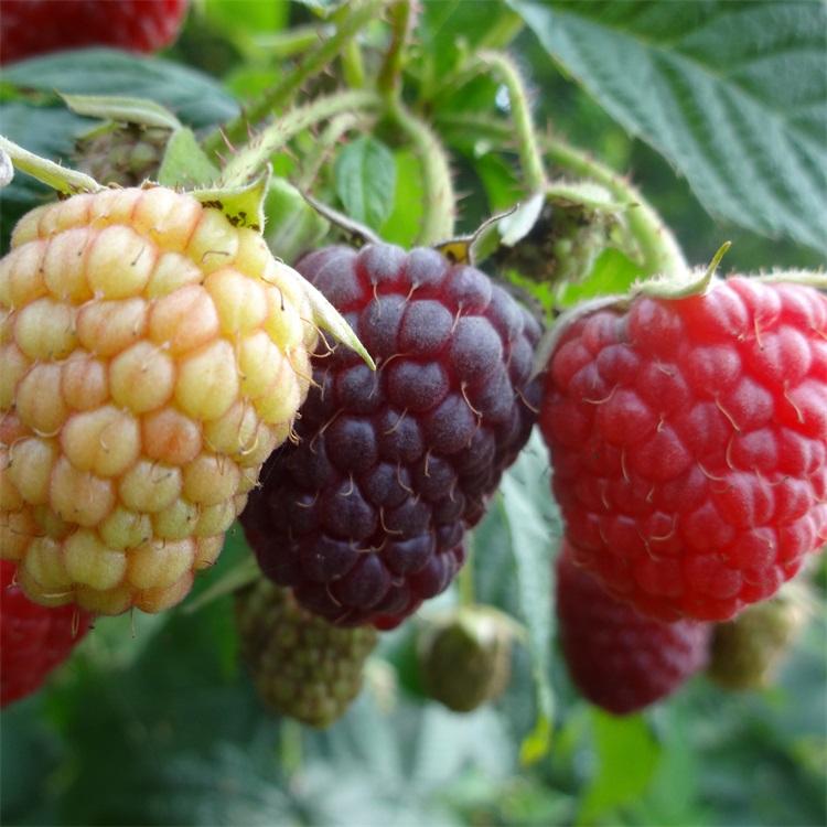 双季红树莓苗	厂家供货	兴旺苗木	辽宁红树莓苗基地	常年直销