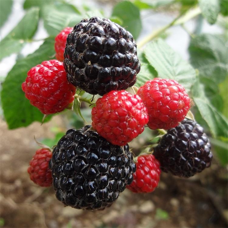 黑树莓苗	工厂定制	兴旺苗木	黑龙江黑树莓苗厂家	供应信息