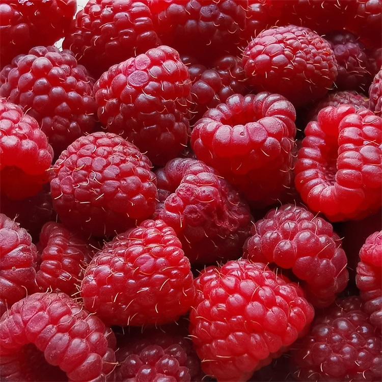 双季红树莓苗	厂家销售	兴旺苗木	内蒙红树莓苗价格	常年销售