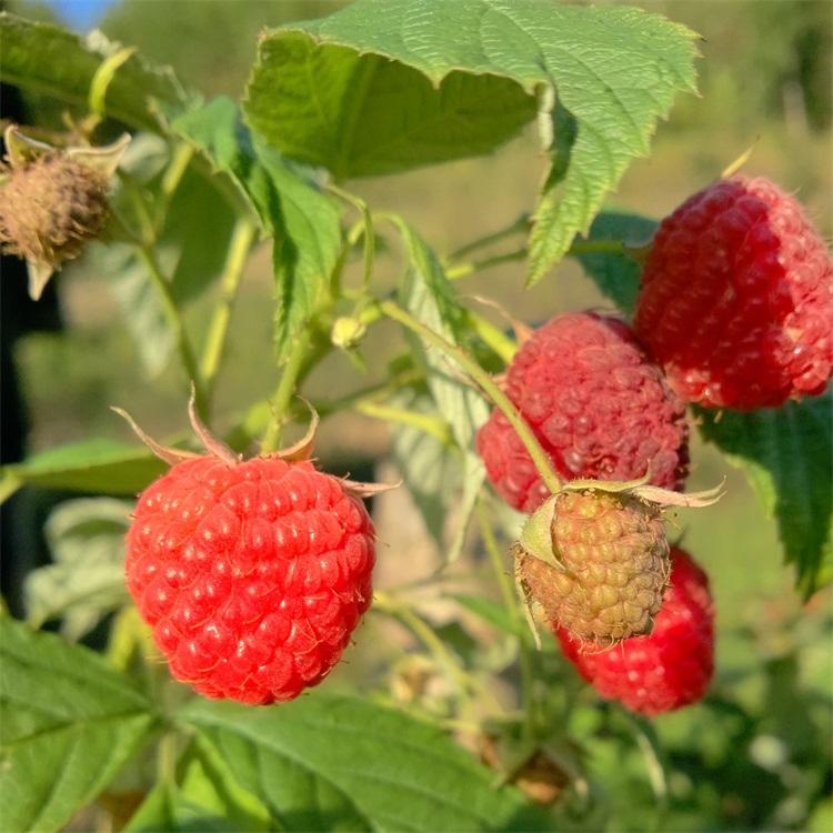 双季红树莓苗	厂家报价	兴旺苗木	天津红树莓苗基地	供应出售