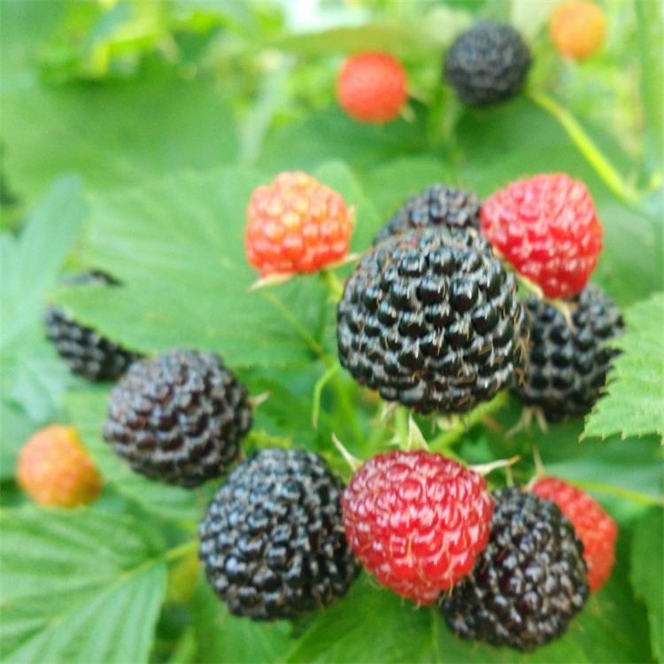 黑树莓苗	优质工厂	兴旺苗木	河北黑树莓苗批发	实惠报价