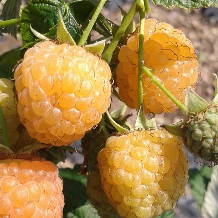 黄树莓苗	工厂供货	兴旺苗木	河北黄树莓苗厂家	规格齐全
