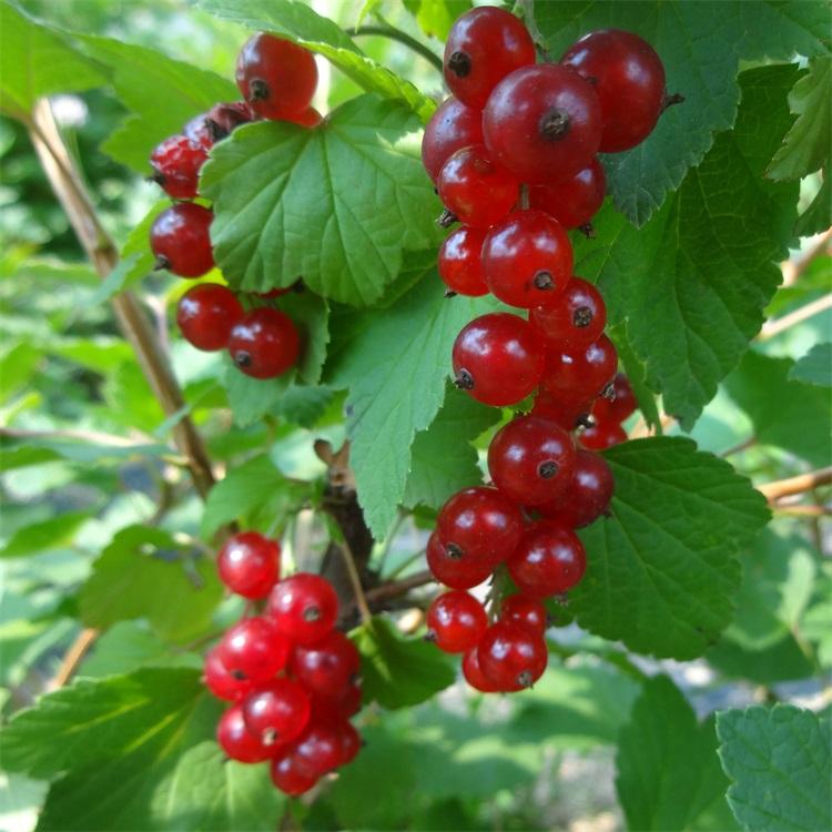 红灯笼果苗	公司出售	兴旺苗木	吉林红灯笼果苗价格	质优价廉