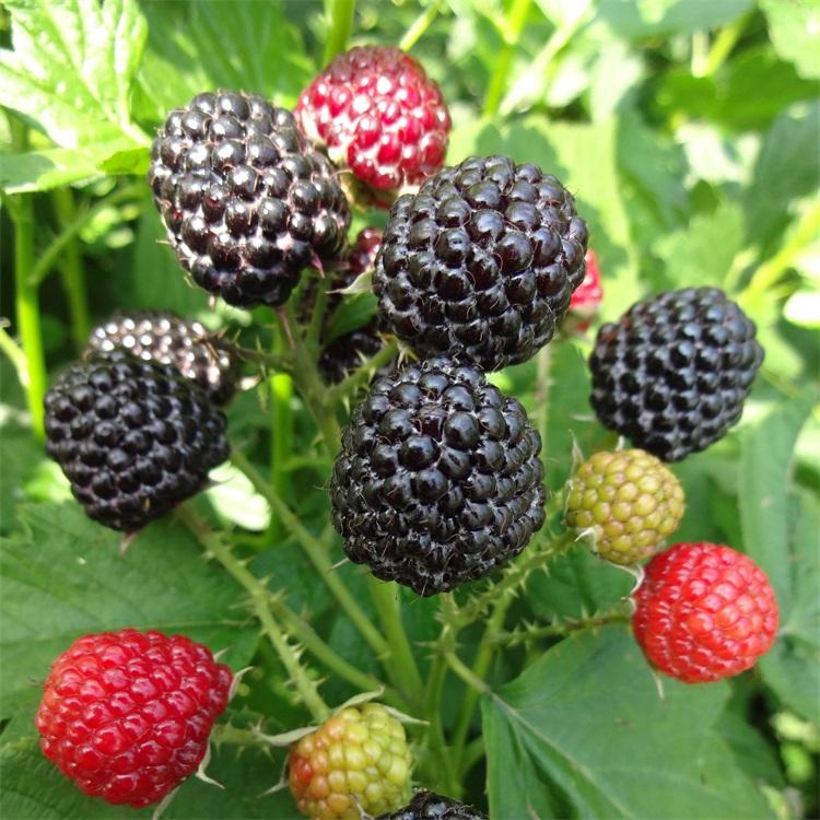 黑树莓苗	品质工厂	兴旺苗木	北京黑树莓苗厂家	价格优惠