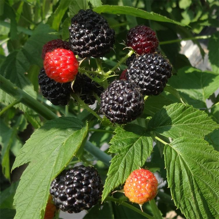 黑树莓苗	工厂报价	兴旺苗木	辽宁黑树莓苗基地	指导报价