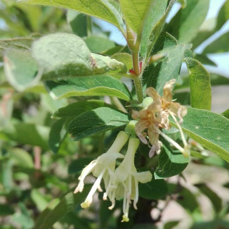 东北蓝靛果苗基地