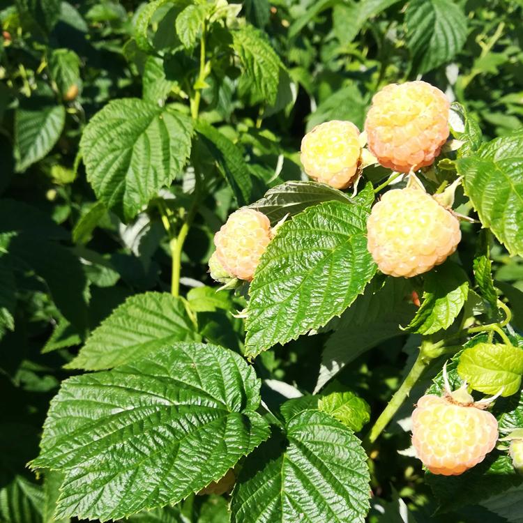 黄树莓苗精选厂家