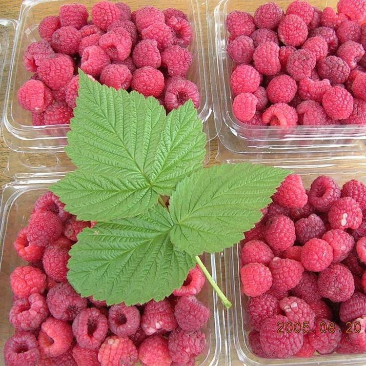 树莓苗基地直销 厂家发货快