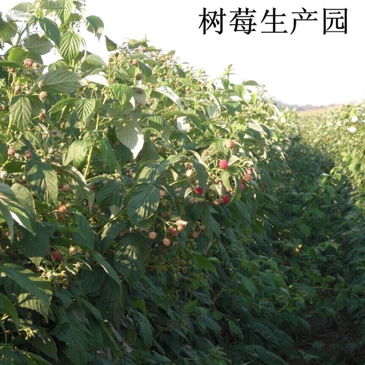 吉林树莓品种 树莓种植