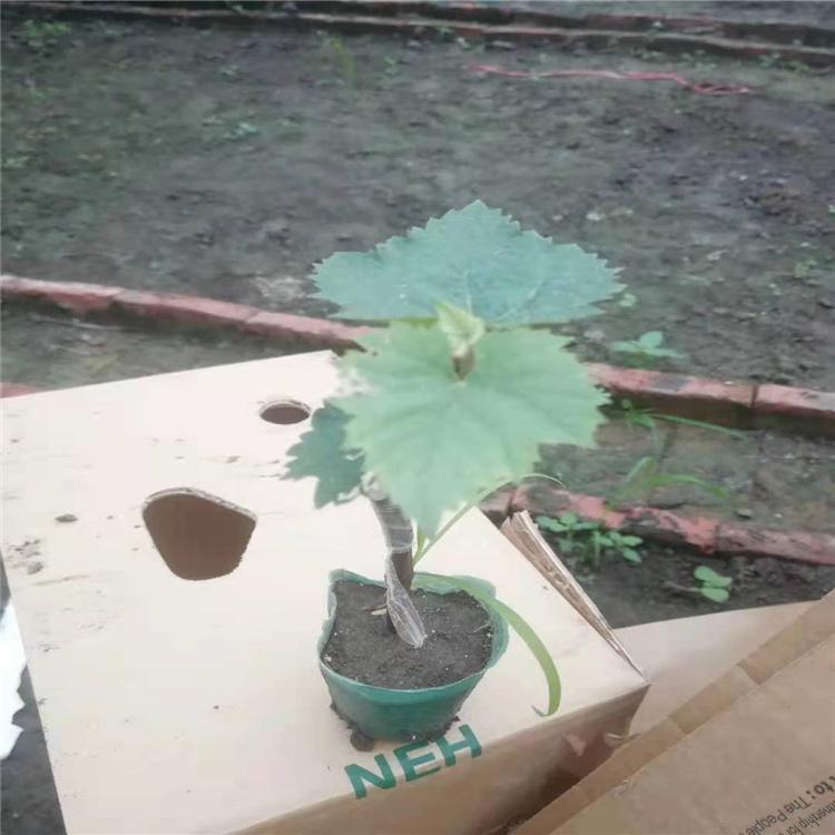现货出售 各种规格 贝达葡萄苗 规格齐全