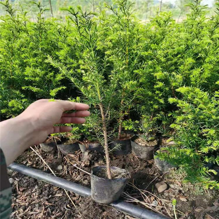 红豆杉树苗批发 杨坤苗圃 吉林省基地直销