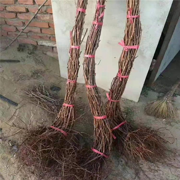 长春 贝达葡萄树苗 成活率高 批发商家咨询