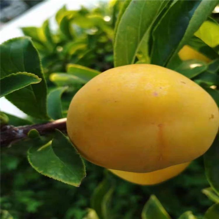 吉林 大黄干核李子苗批发 品类齐全