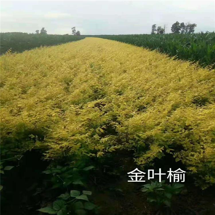 金叶榆苗圃生产基地 金叶榆价格 全国销售