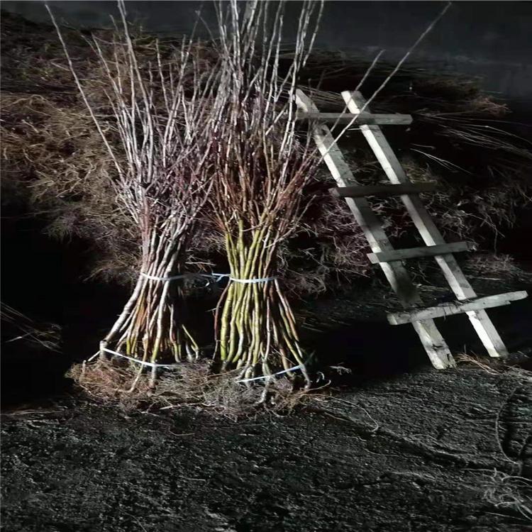 吉林 糖槭苗 葡萄苗厂家批发 高成活率