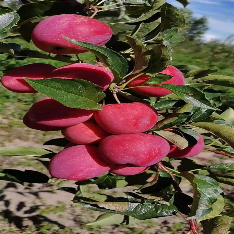 锦绣海棠苗价格 鸡心果苗基地批发 高成活率