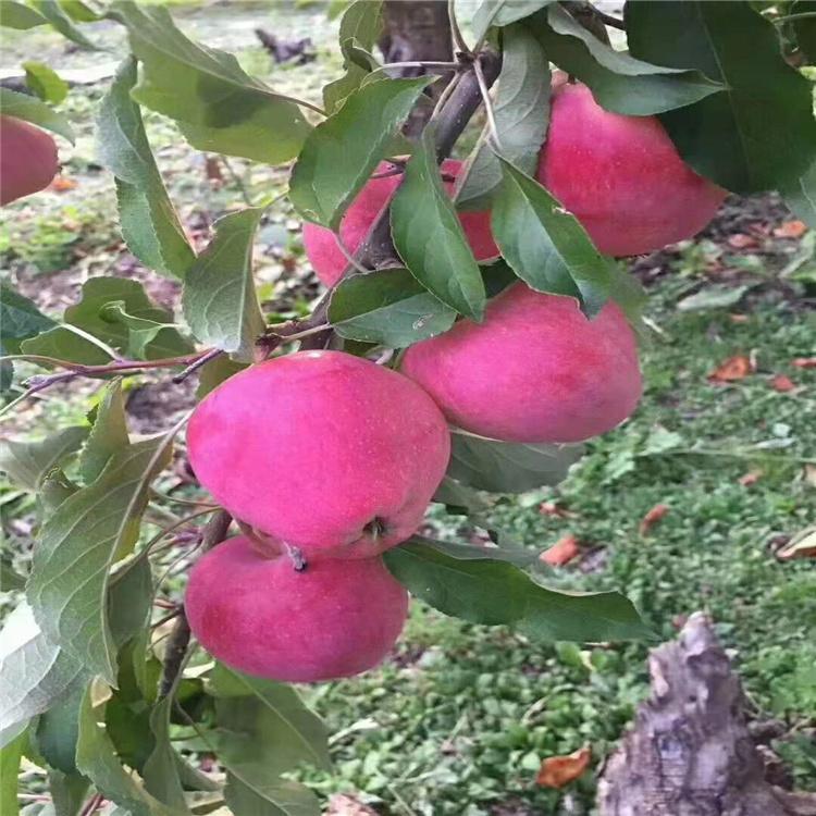 吉林牛奶果树苗 冰糖心小苹果苗  基地批发 杨坤苗木