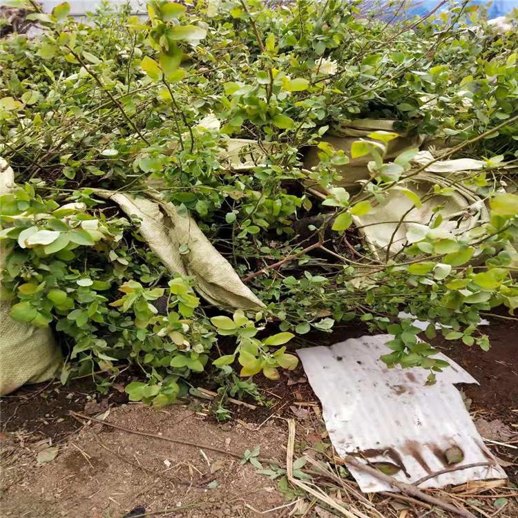 吉林蓝莓苗基地批发 品质优秀 欢迎采购