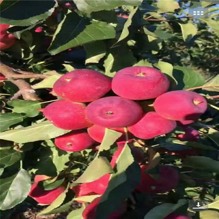 优质供应 吉林龙丰果树苗批发 杨坤苗木基地