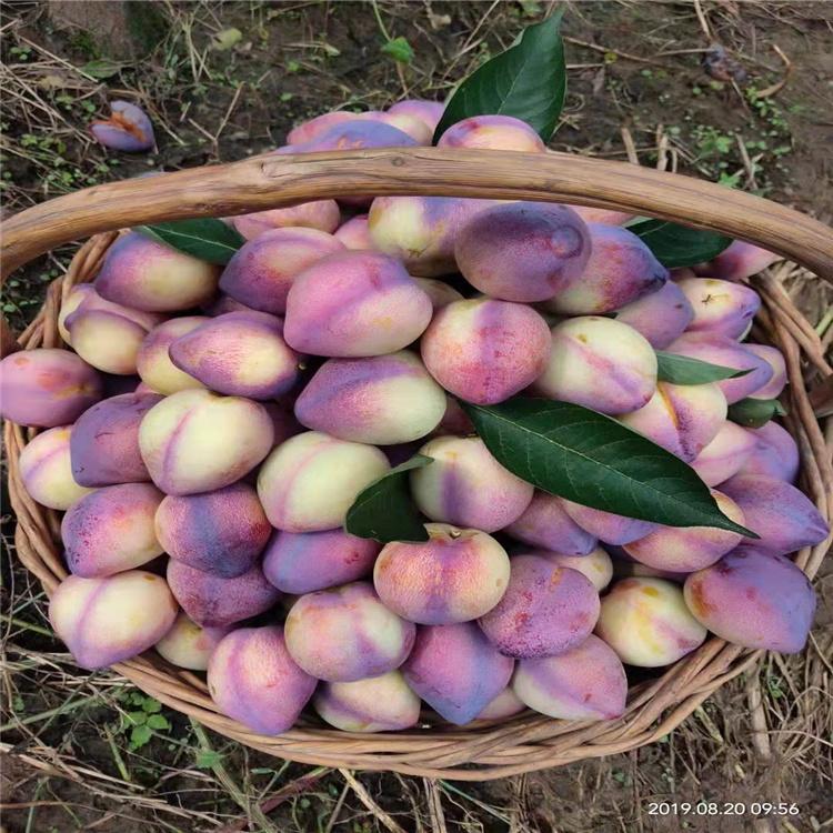 东北 吉胜桃李李子苗价格 基地直销