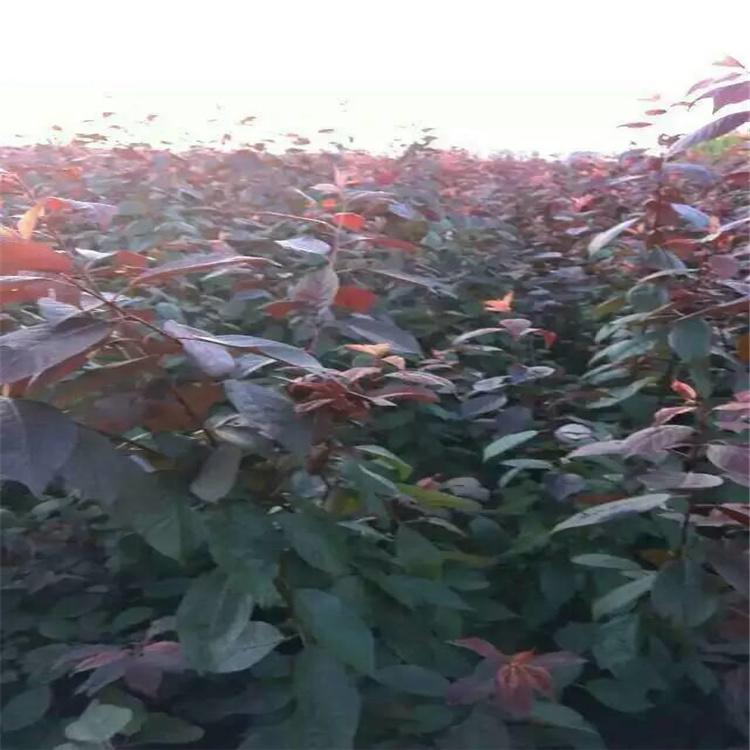 东北 密枝红叶李苗 规格齐全 树形优美 杨坤苗木