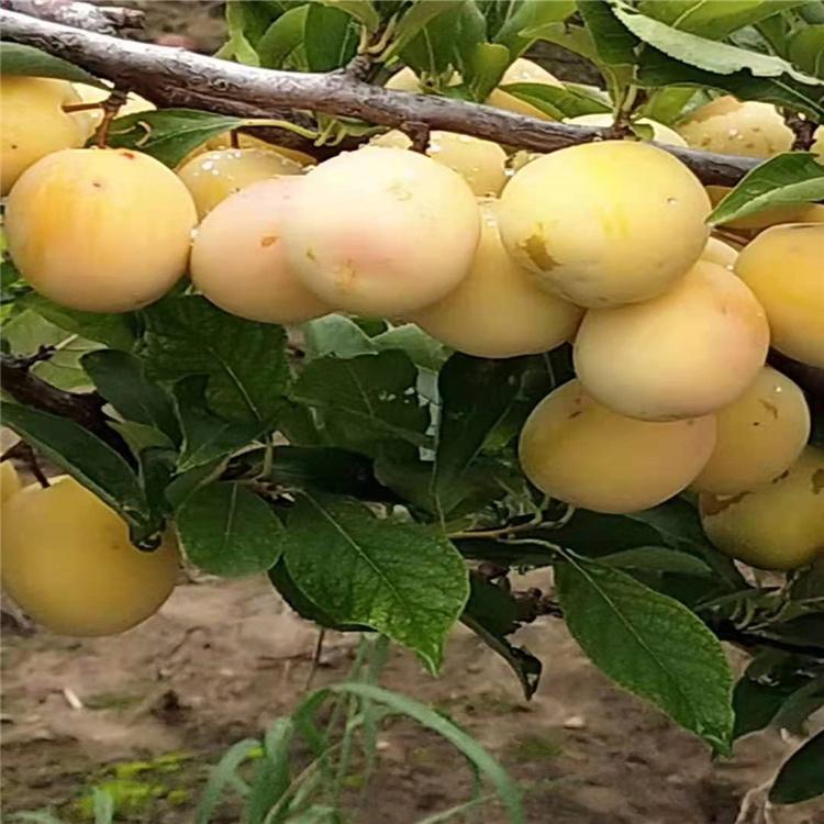 吉林黄李子苗批发 晚黄李子树有 口感好的李子品种