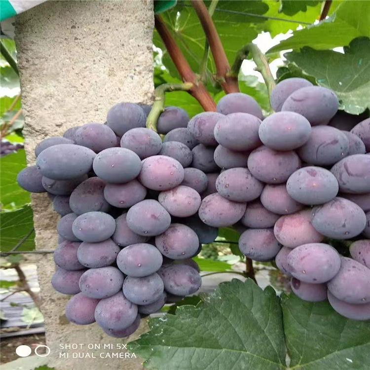 吉林 夏黑葡萄苗 根系发达 种植一年结果