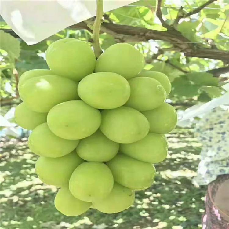 东北 吉林 阳光玫瑰葡萄苗 品种多且优 欢迎大量订购