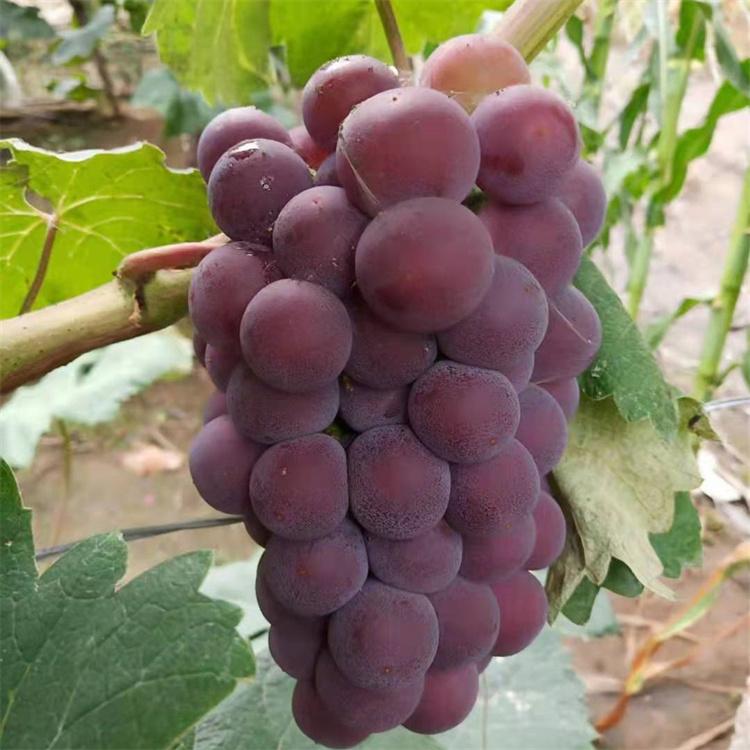 辽宁葡萄苗 辽寒香蜜葡萄苗批发 蜜汁葡萄苗 京亚 葡萄苗种植基地