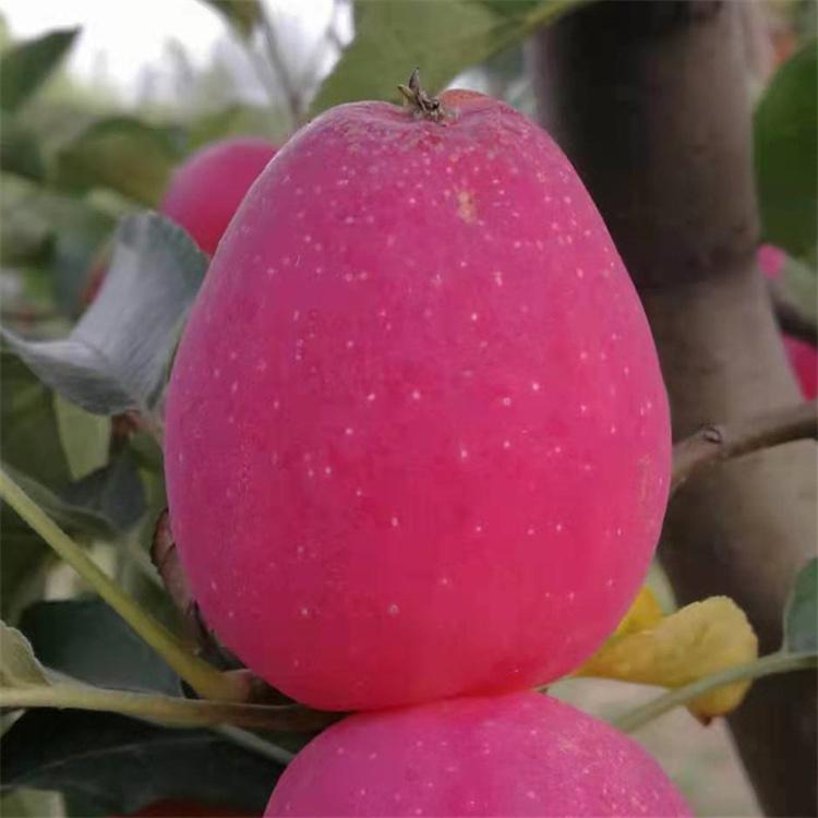 供应鸡心果苗 鸡心果苗报价 成活率高 杨坤苗木