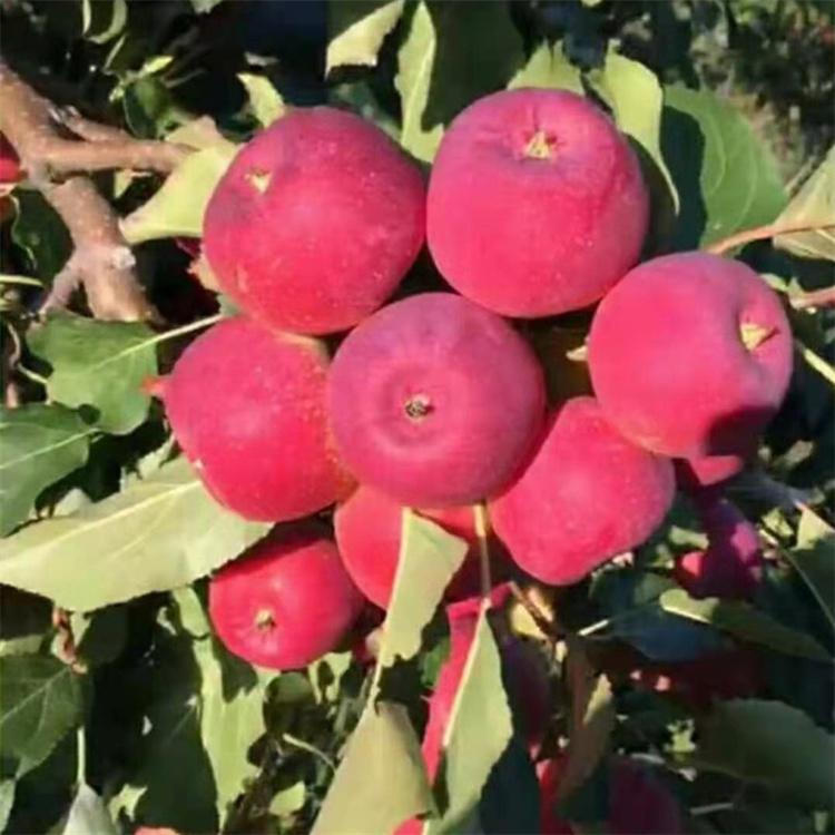 吉林龙丰苹果苗批发 优质口碑 苹果苗 现货批发 优质供应