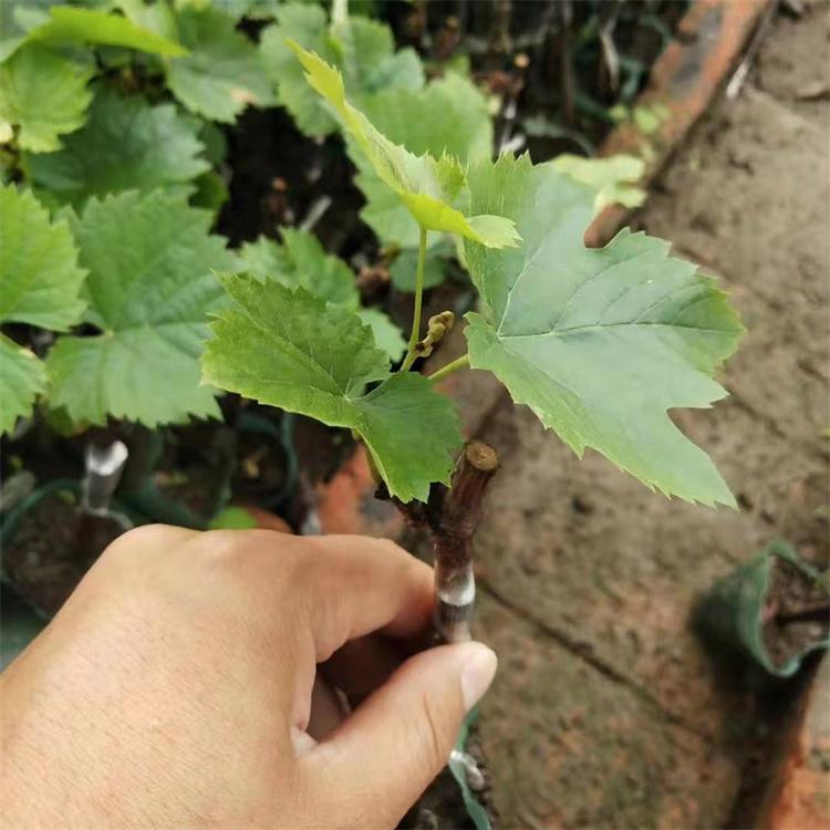 金红娃葡萄苗 玫瑰露葡萄苗 小红粒葡萄苗 杨坤苗木