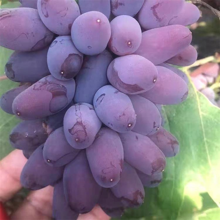 吉林 京玉玫瑰葡萄苗 极品香葡萄苗  张旺葡萄苗