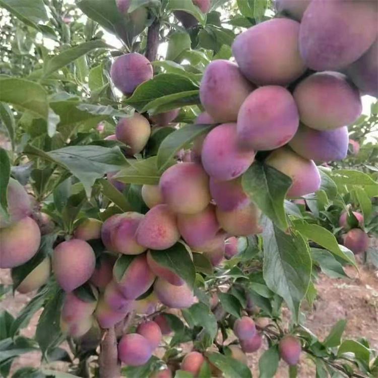 基地直发 新品种李子苗批发 吉盛李子苗批发价格