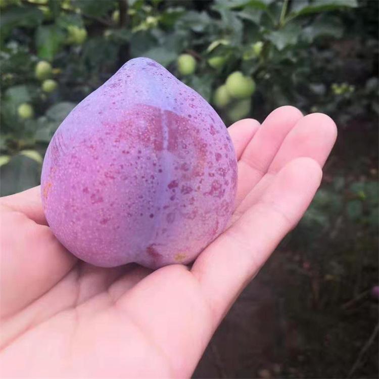 李子苗 吉胜 吉红 九台晚李 石人 晚红 晚黄苗木批发价格