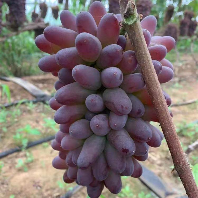 吉林 茉莉香葡萄苗 着色香葡萄苗 郁金香葡萄苗