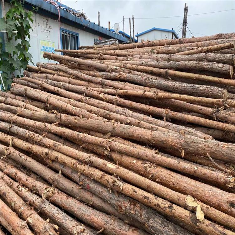 松木出租 中兴 长春松木租赁 松木厂家 建材出租 质量保证